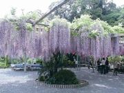 林泉寺長藤の写真1