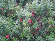 大山キャラボク純林の写真1