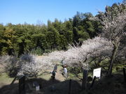 余田臥龍梅の写真2