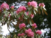ミヤシノシャクナゲ園の写真2