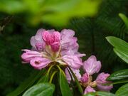 多良岳のシャクナゲの写真1