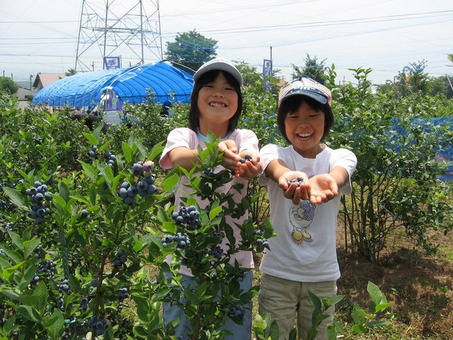 ブルーベリー狩りイメージ_はびろ農業公園みはらしファーム