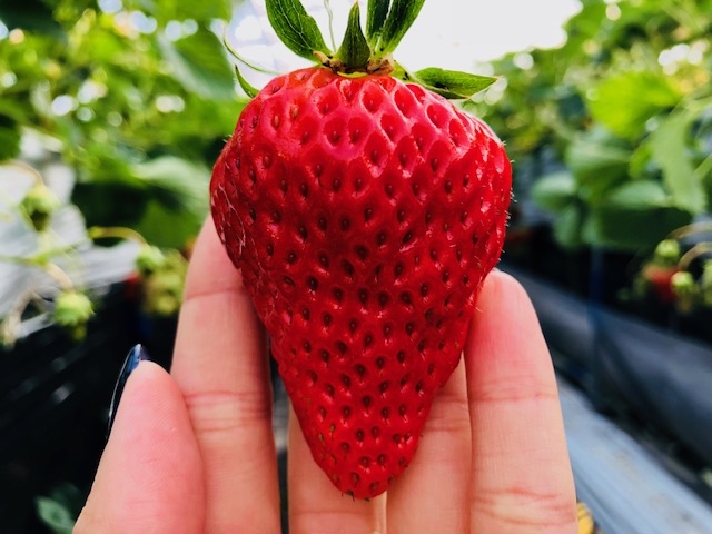 こんなに大きないちご。一口じゃ食べられません!_ヨッシャア駒ヶ根