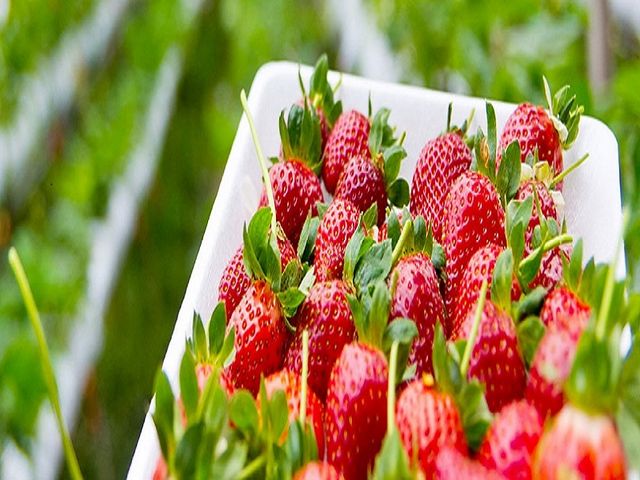 紅ほっぺ、あきひめ、かおり野、やよいひめの4種類が食べられます♪_ヨッシャア駒ヶ根