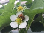 たかずやファームの写真4