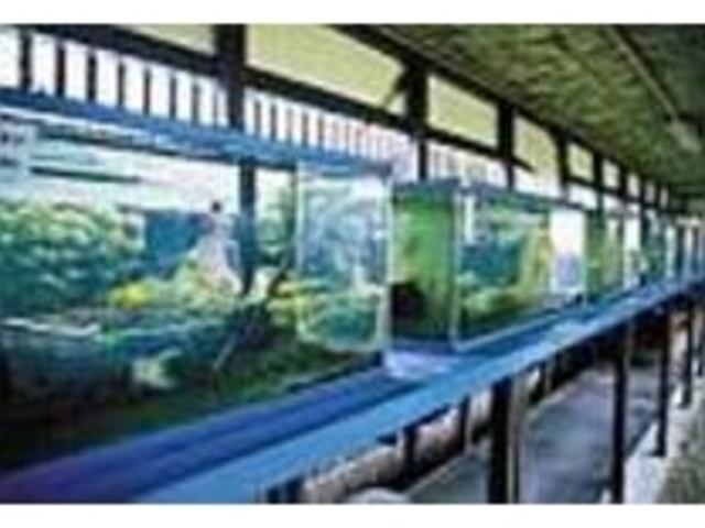 資料館を囲むように並んだ金魚の水族館_郡山金魚資料館