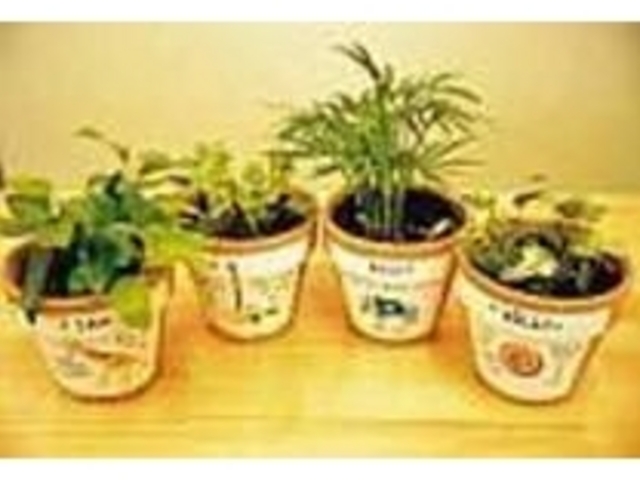 観葉植物に映えるカラフルなイラスト_Ivory