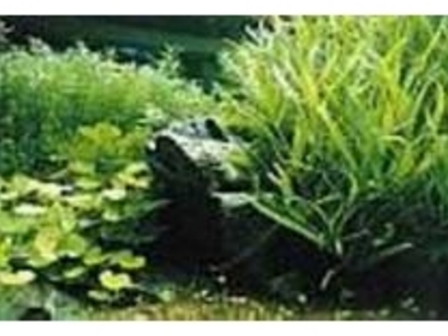 水槽の中に自然の世界を再現できるのが魅力_スタジオ・ポアソン