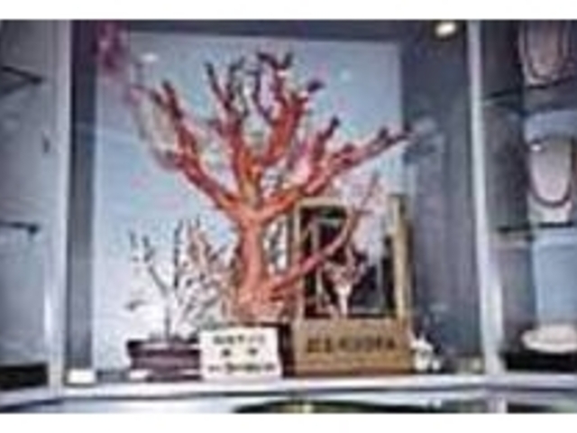 入口付近に展示される桃色サンゴの原木_清岡珊瑚店