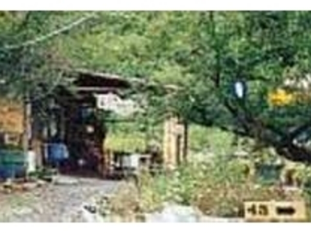 見てよし、食べてよしの梅に囲まれる店_ヤマメの里梅園