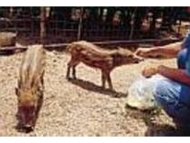 エサの合図をすると我先にとイノシシが来る_イノシシ牧場