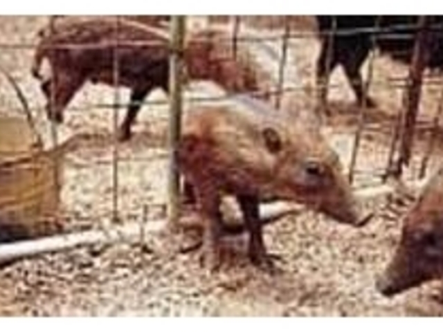 小さな体でも来年は3倍もの大きさになる_イノシシ牧場