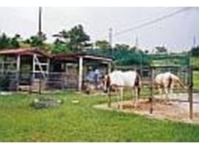 のどかな雰囲気の中開放的に育てられている_安田くいなふれあい公園
