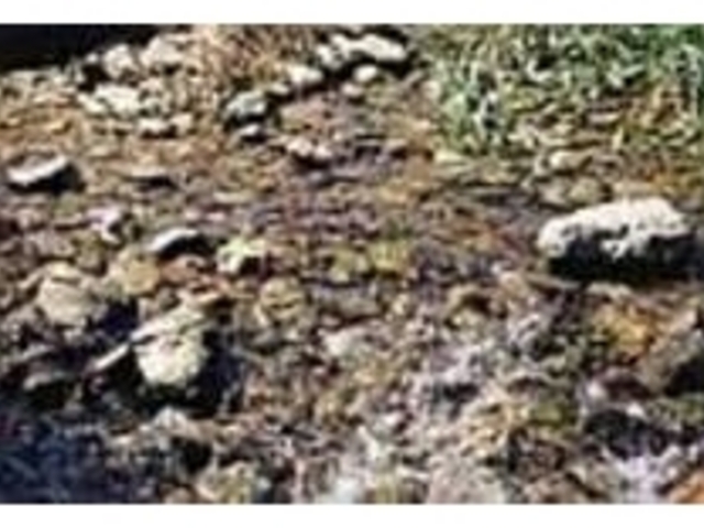 今では珍しいが川にはカニや小魚が生棲する_与那川