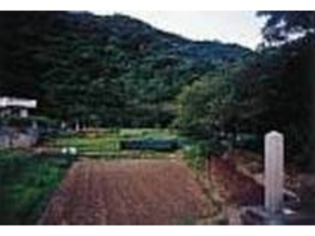 数多くの植物が現存する群落は威圧感がある_田港御願の植物群落