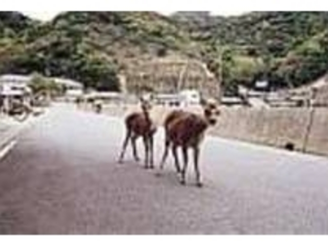 島のそこかしこで野生の鹿に出会える_若松ディアパーク