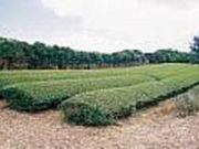 国頭の茶畑の写真2