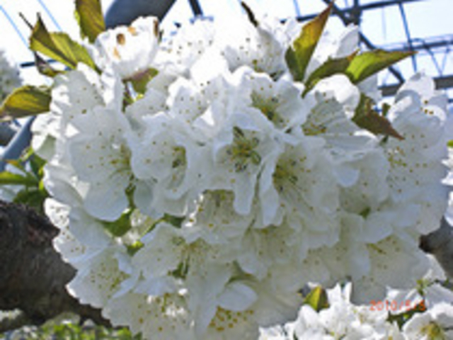 桜桃園