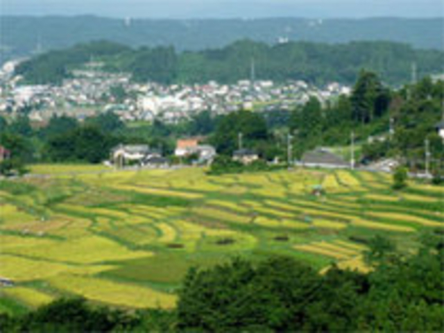 横瀬町の寺坂棚田