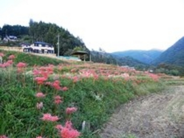 横瀬町の寺坂棚田