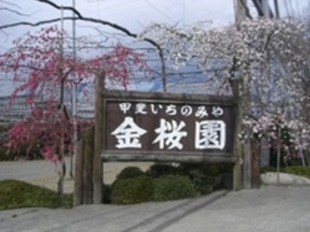 甲斐いちのみや金桜園
