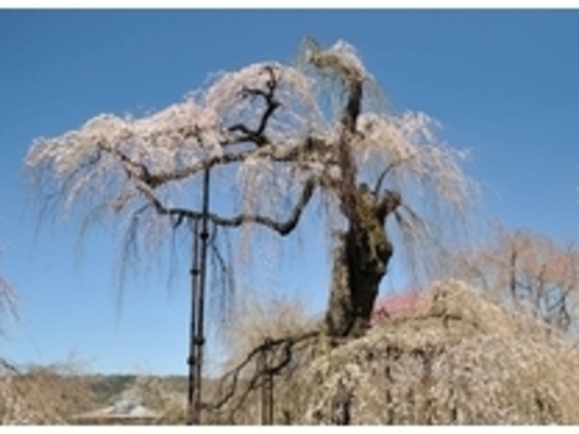 秩父清雲寺のしだれ桜
