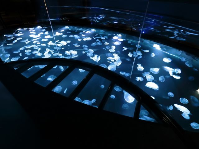 2020年7月に新登場した水盤型クラゲ水槽「ビッグシャーレ」_すみだ水族館