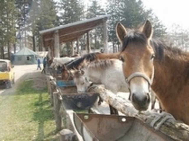 大人しい馬ばかりなので、初心者でも楽しめる。気軽にチャレンジしてみて_シャロレー牧場