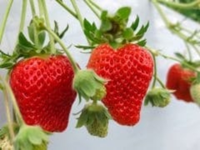 ひのしずく・恋みのり_エミナース農園
