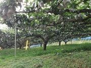 梨狩産直 佐々木農園の写真3