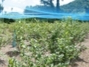 農園 ほりうちの写真3