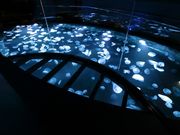 すみだ水族館の写真2