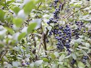 まぜ川上健康農園の写真4