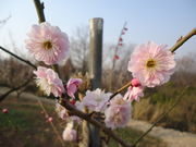 満汐梅林の写真2