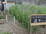 小さなガラス工房 透千の写真2