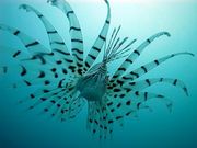 青海島ダイビングセンターの写真4