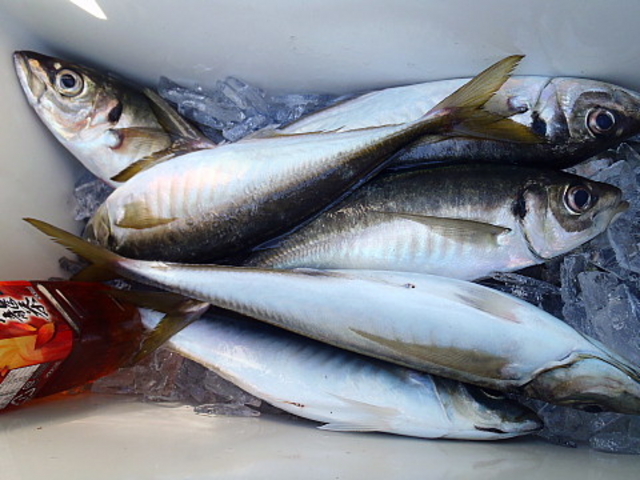 釣り船 宏漁丸