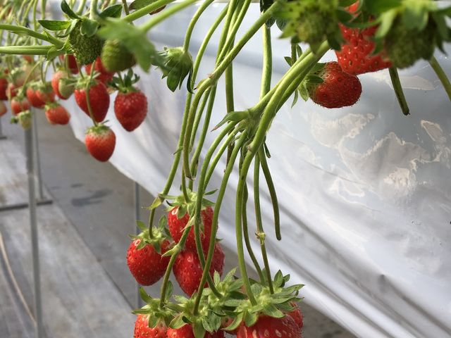 石和いちご館青柳