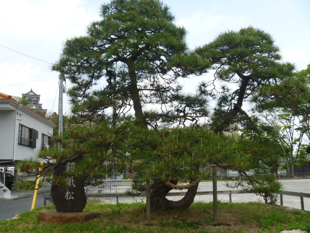 家康公松鎧掛松