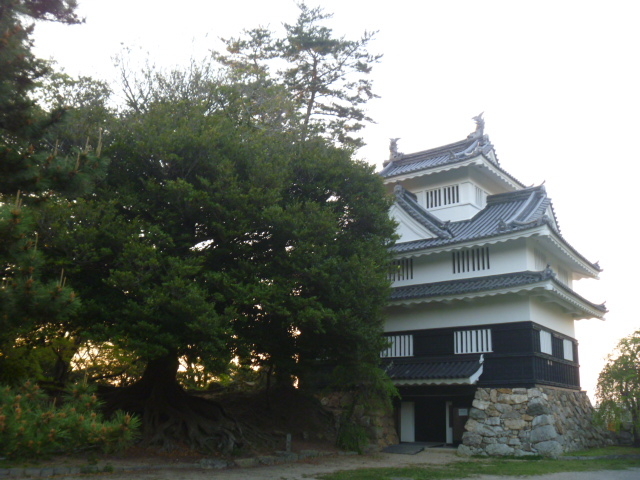 豊橋公園のイスノキ