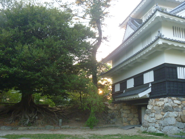 豊橋公園のイスノキ