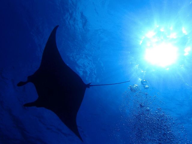 自然の水族館!_マーヴェラスプレジャーイシガキ
