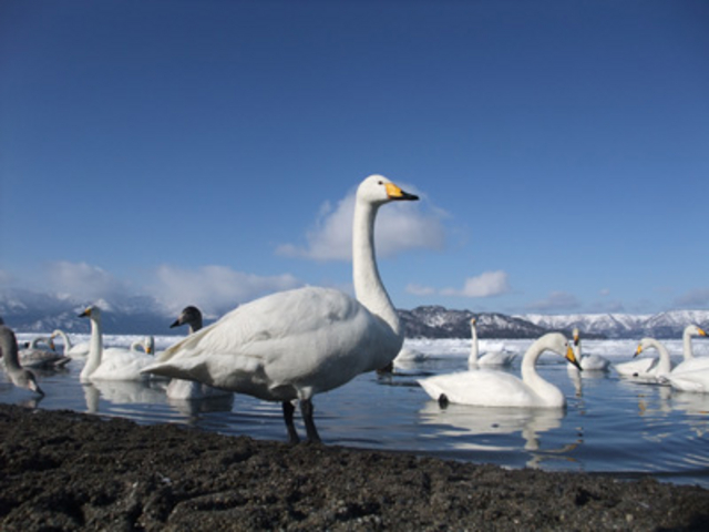 屈斜路湖の白鳥_ごとうタクシー