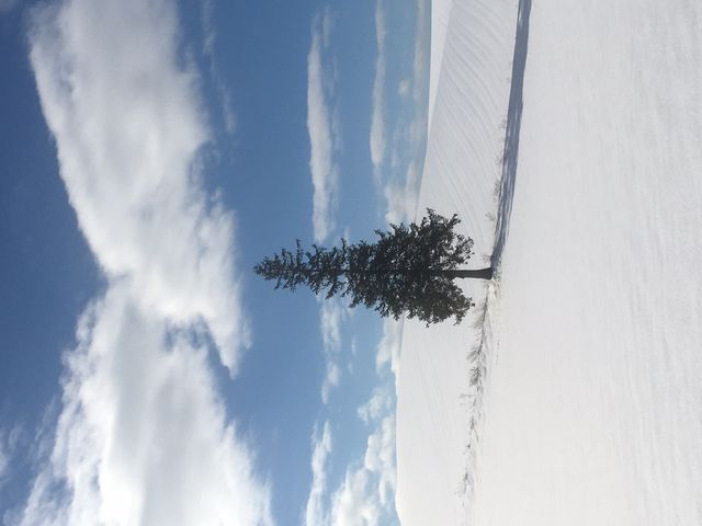 クリスマストリーの木_千鳥ハイヤー