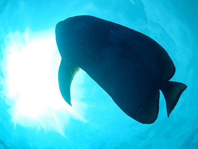 Ko’a and PuPu