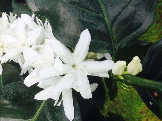 コーヒーの花ジャスミンのような爽やかな香り_又吉コーヒー園