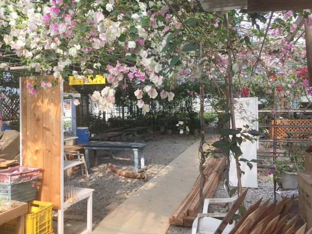 店舗裏にあるガーデンハウスブーゲンビレアの花を眺めながら、コーヒー焙煎体験をします。_又吉コーヒー園