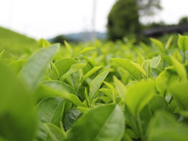 茶畑の美しさはいつだって健在です。_d:matcha Kyoto CAFE&KITCHEN