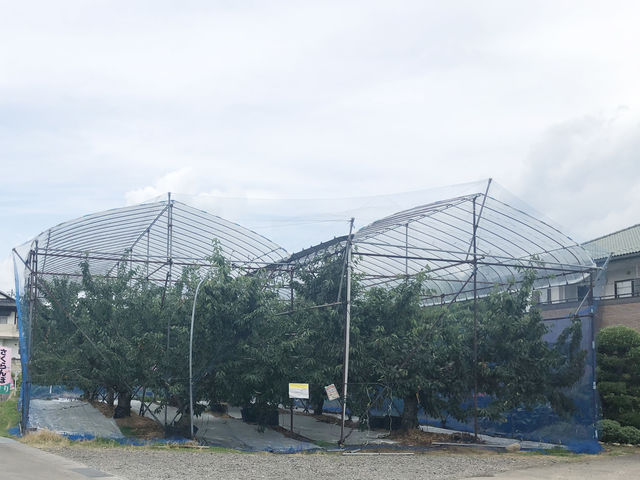 広大な敷地内に、いくつものさくらんぼ畑がございます。_やまこう紺野果樹園