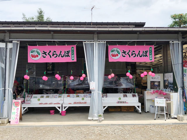さくらんぼ狩りの後は、売店で一休み♪_やまこう紺野果樹園